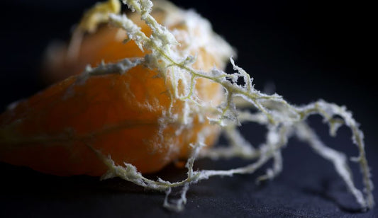 What is the white stuff on mandarin oranges?