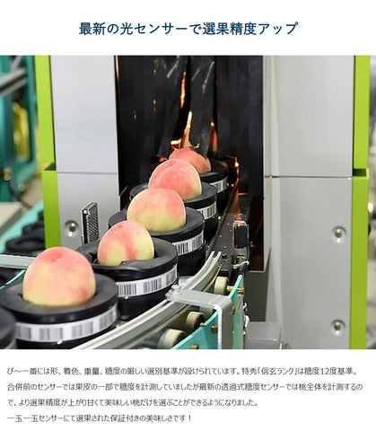 P~Ichiban Shingen White Peach