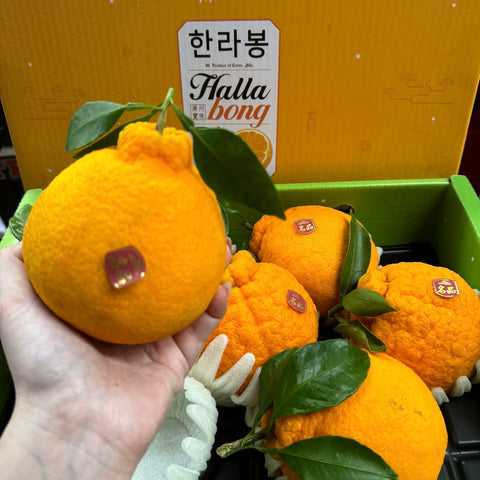 Korea Jeju Hallabong Oranges