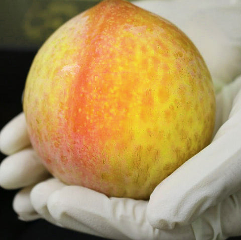 Japanese Reigyoku Shinano Pearl Plum (麗玉)