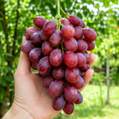 Australian red grapes from Cordoma with crisp juicy texture