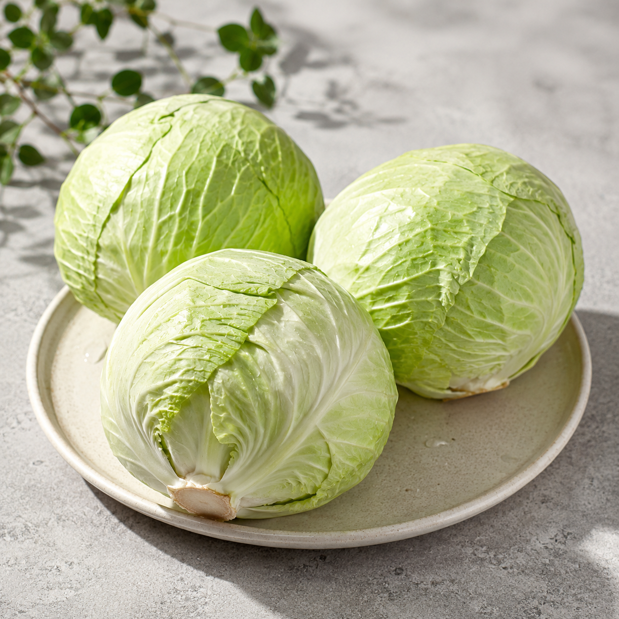 Bao cai cabbage for stir-fries soups curries and coleslaw