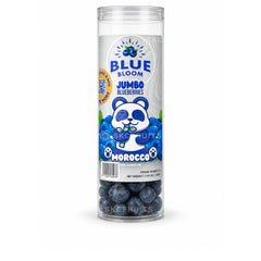 Blue Bloom Jumbo Blueberries from Morocco in transparent tube