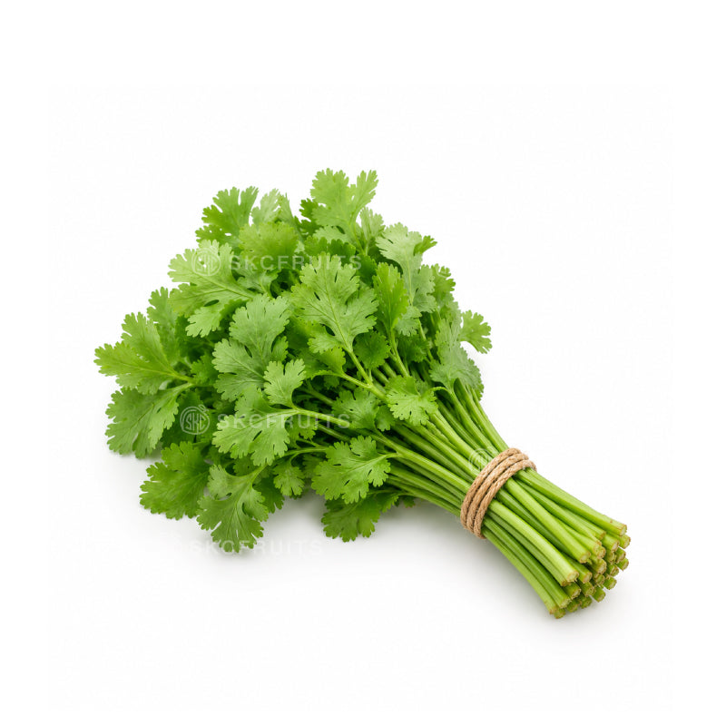 Chinese parsley 香菜 with tender green leaves for soups and curries