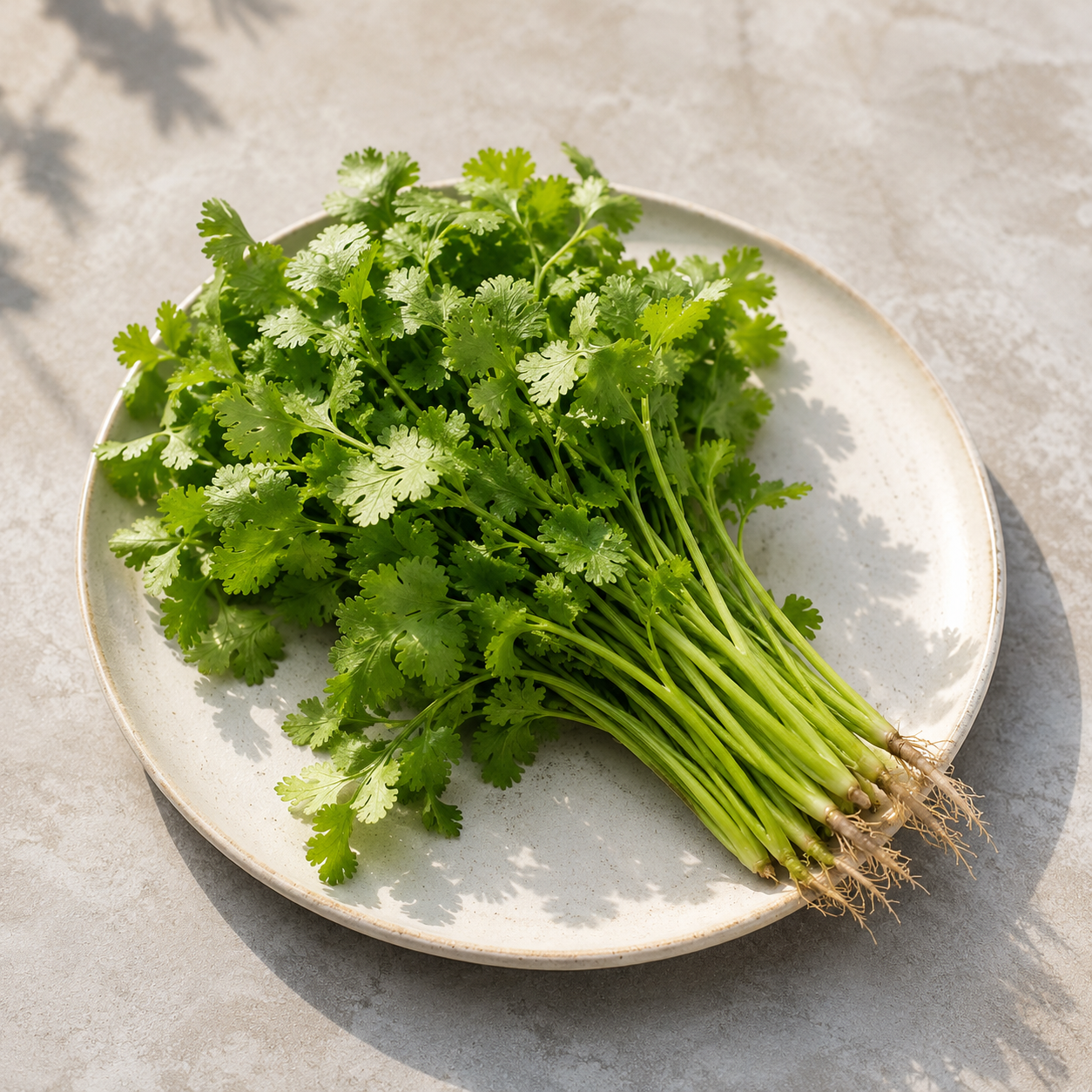 Daun ketumbar fresh coriander herb for Malay and Asian cooking