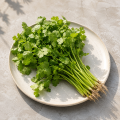 Daun ketumbar fresh coriander herb for Malay and Asian cooking