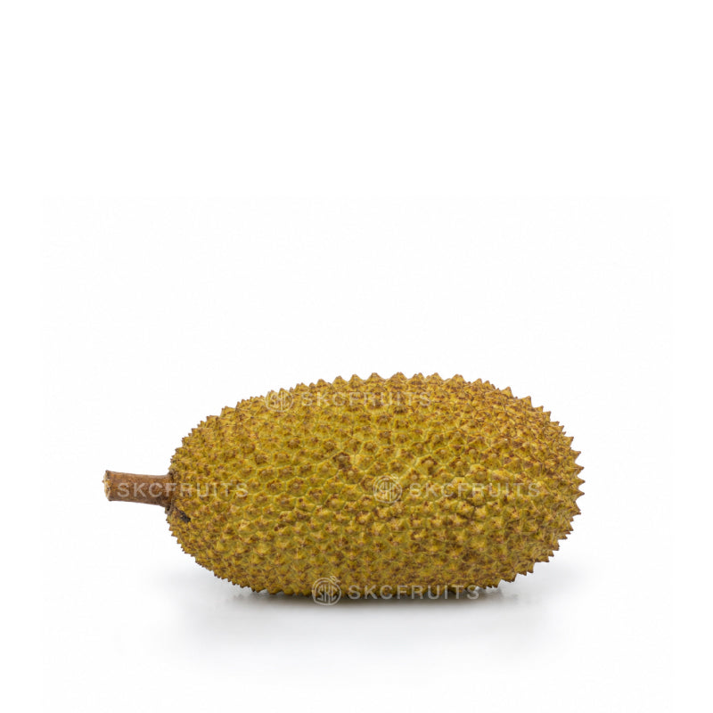 Small Durian Cempedak tropical fruit with textured green skin