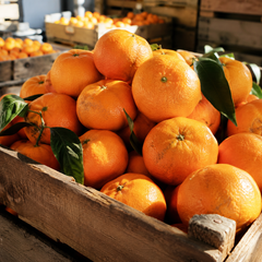 Easy-peel Phoenix Mandarin Orange for lunchboxes and office snacks