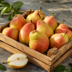 Forelle pear fruit suitable for snacking and fruit platters