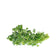 files/fresh-coriander-leaves.jpg