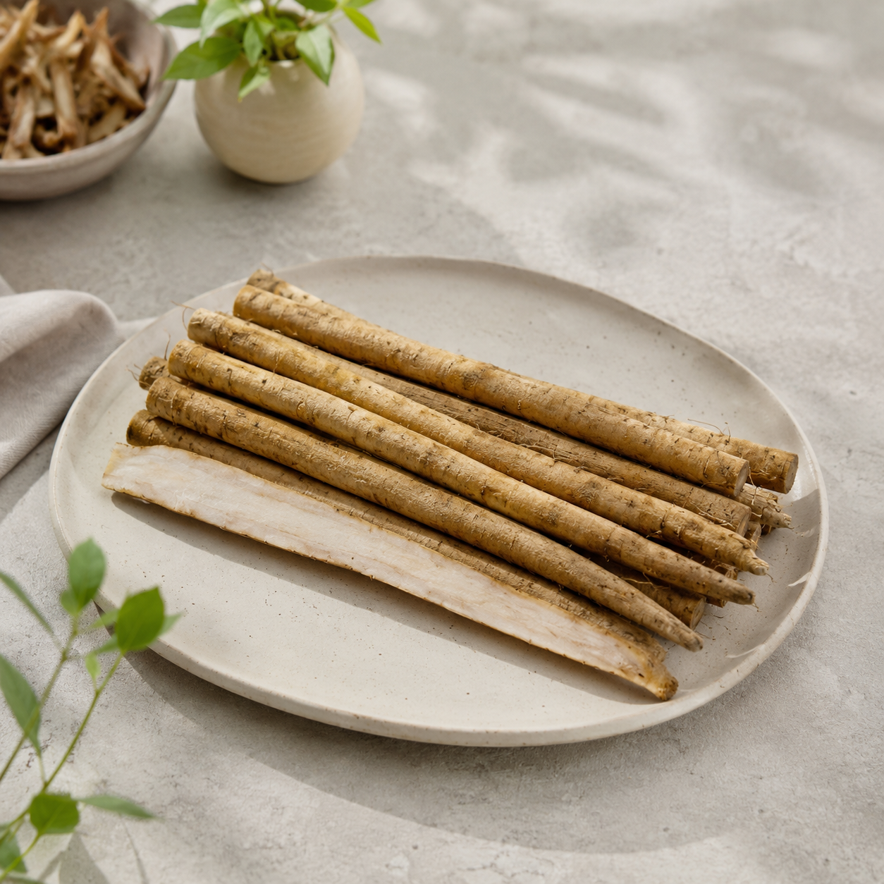 Gobo burdock root with crunchy texture for Japanese cooking