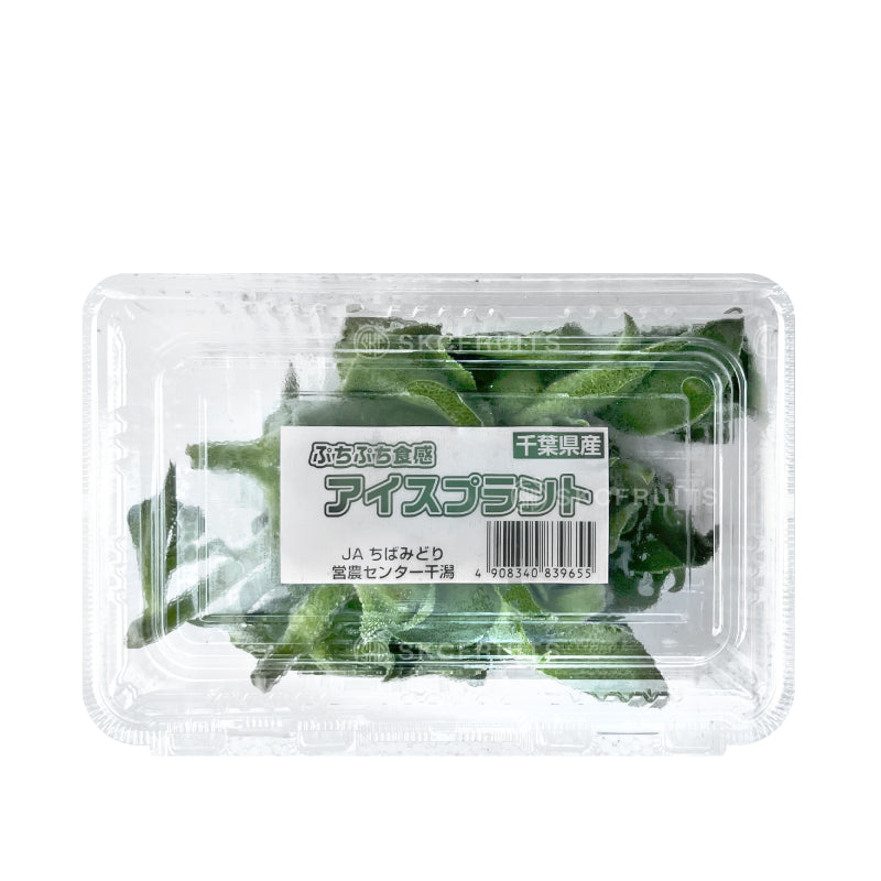 Ice plant vegetable also known as ice vegetable and 冰菜 for fresh salad