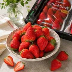 Ichigo strawberry variety あまえくぼ for fresh eating
Japanese Amaekubo strawberries for gifting and desserts