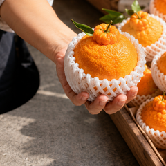 JA Oita Dekopon orange box with sweet Japanese citrus fruit