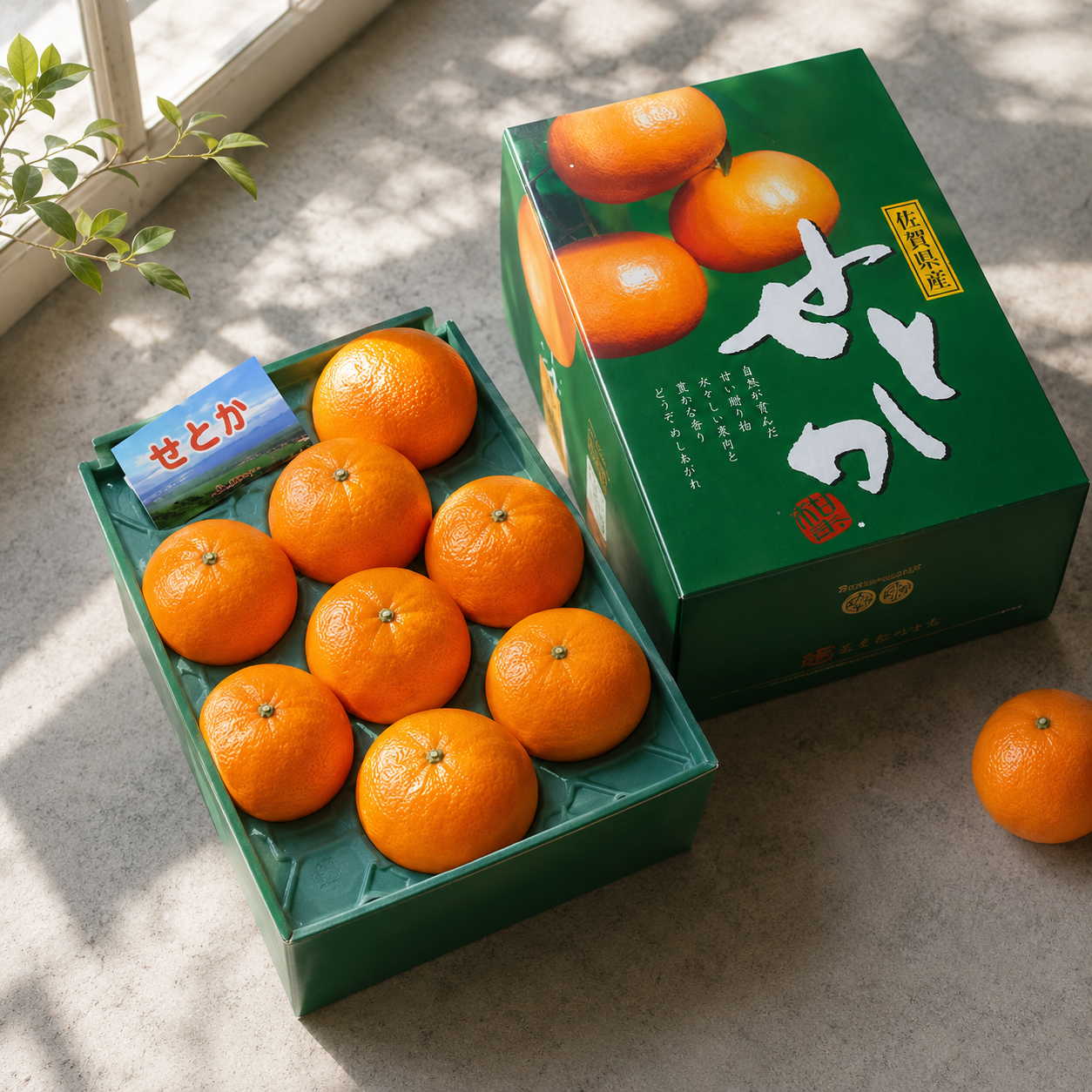 Japanese Setoka gift box with せとか orange packaging