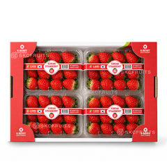 K-BERRY Korean Strawberries 4 punnets wholesale carton in Singapore