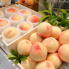 Korean peach Singapore seasonal peach fruit from Korea