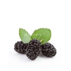 Fresh mulberry fruit packshot for SKC Fruits Singapore
