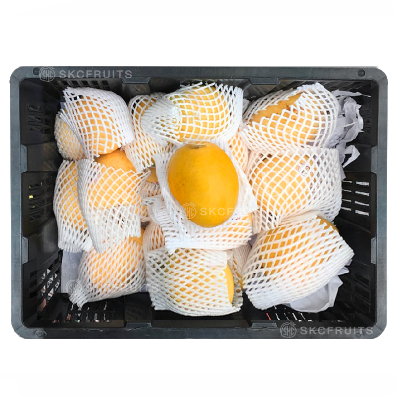 Myanmar Diamond Mango with sweet fragrant flesh