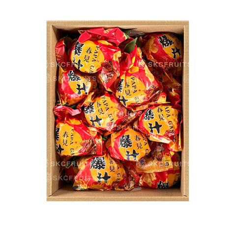 Chun Jian Orange (Pa Pa Gan) 春见粑粑柑