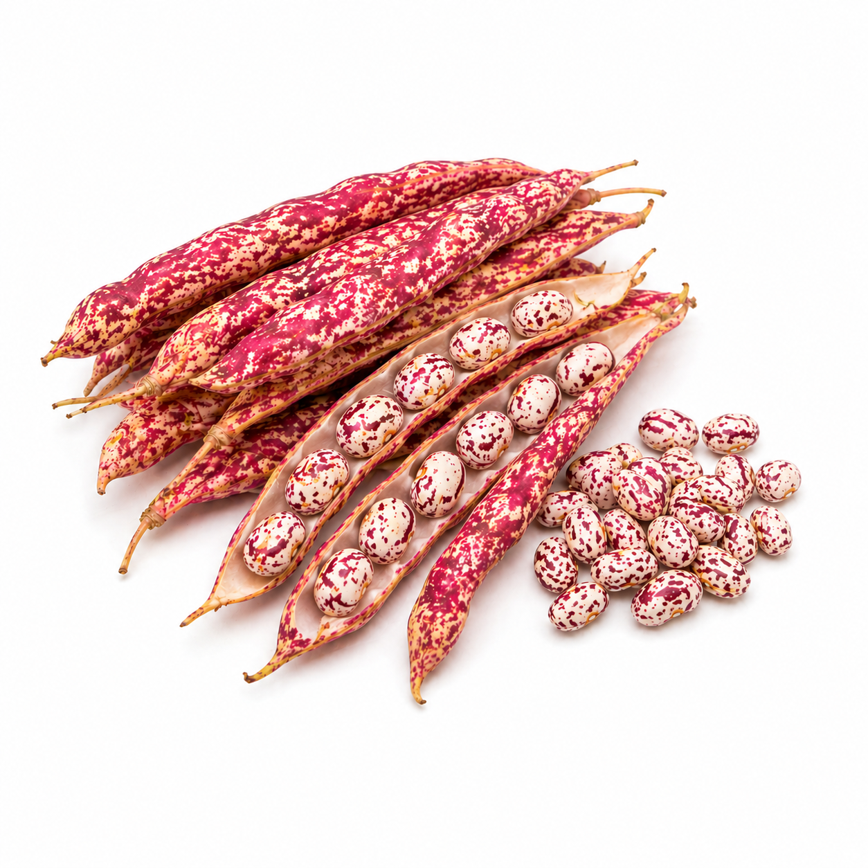 Red Broad Beans Pearl Bean 珍珠豆 from Indonesia