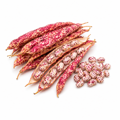 Red Broad Beans Pearl Bean 珍珠豆 from Indonesia