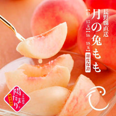 Seasonal Japanese white peaches packed in protective fruit nets
