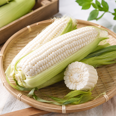 Sweet corn from Cameron Highlands for soups salads roasting and family meals