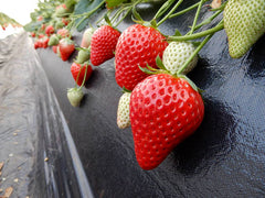 T-chan Ichigo Tochigi Tochiaika Strawberries from Japan
Tochigi strawberry variety とちあいか with glossy red fruit