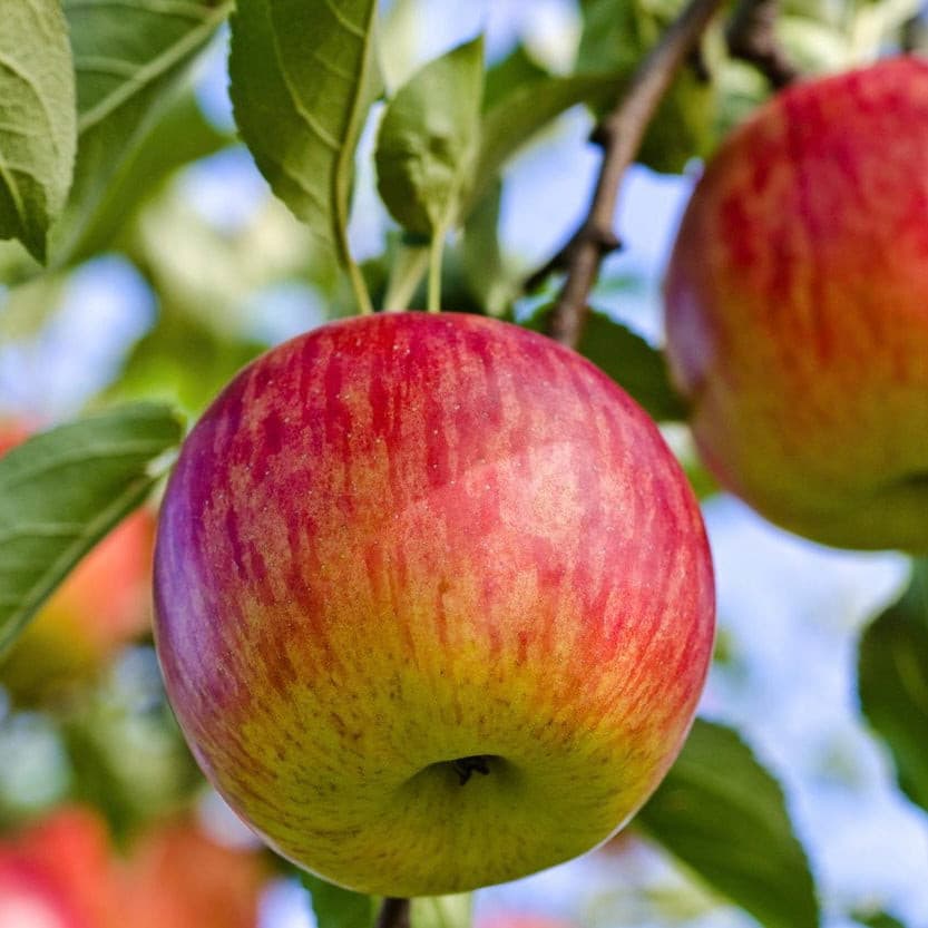 Japanese Sun Fuji Apple in farm waiting to be harvest