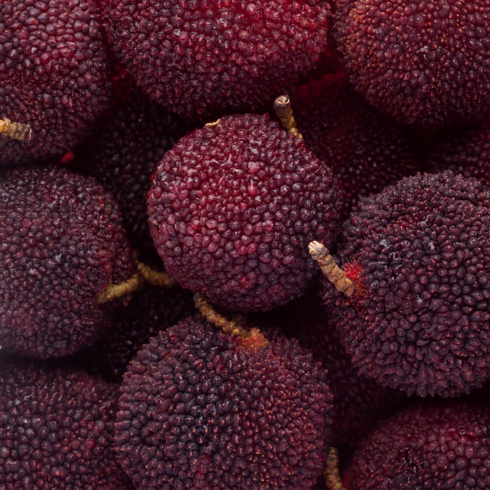 Yumberry waxberry fruit for chilled fresh eating and juices