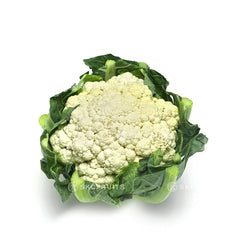 Australia Cauliflower 菜花 with compact white florets for everyday cooking