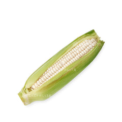 Cameron Highlands White Sweet Corn 白玉米 with creamy white kernels