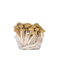 China Brown Shimeji Mushroom Bunashimeji 鴻喜菇 with clustered stems