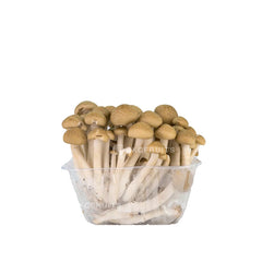 China Brown Shimeji Mushroom Bunashimeji 鴻喜菇 with clustered stems