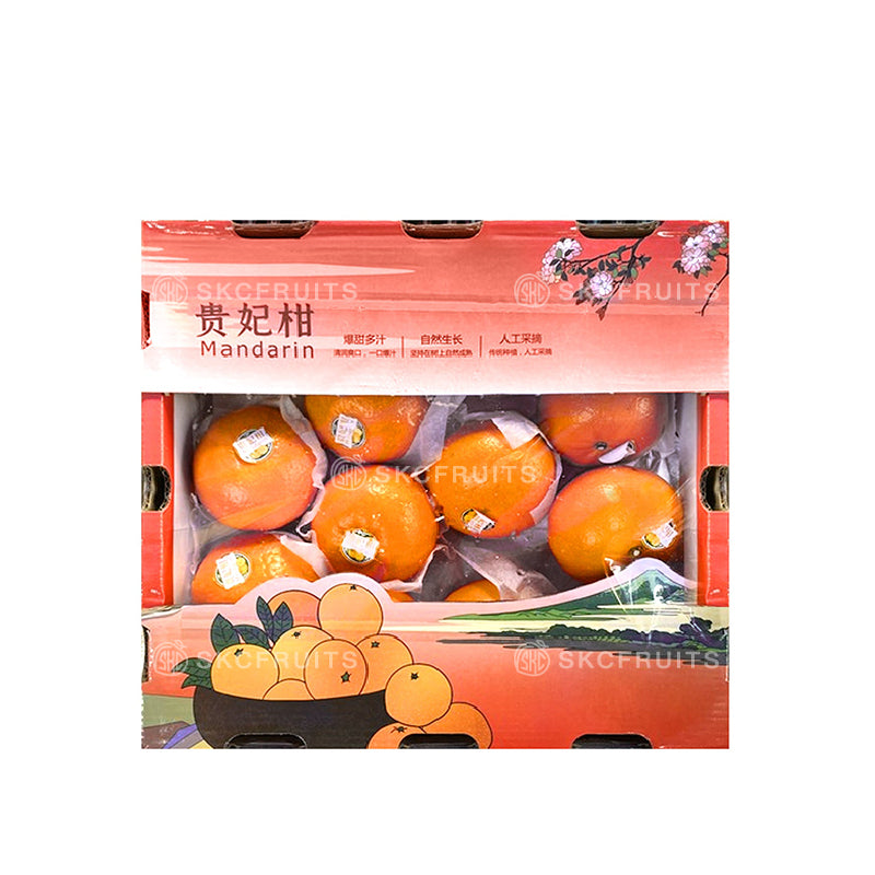 Gui Fei Honey Murcott 贵妃柑 20 pcs in premium citrus packaging
