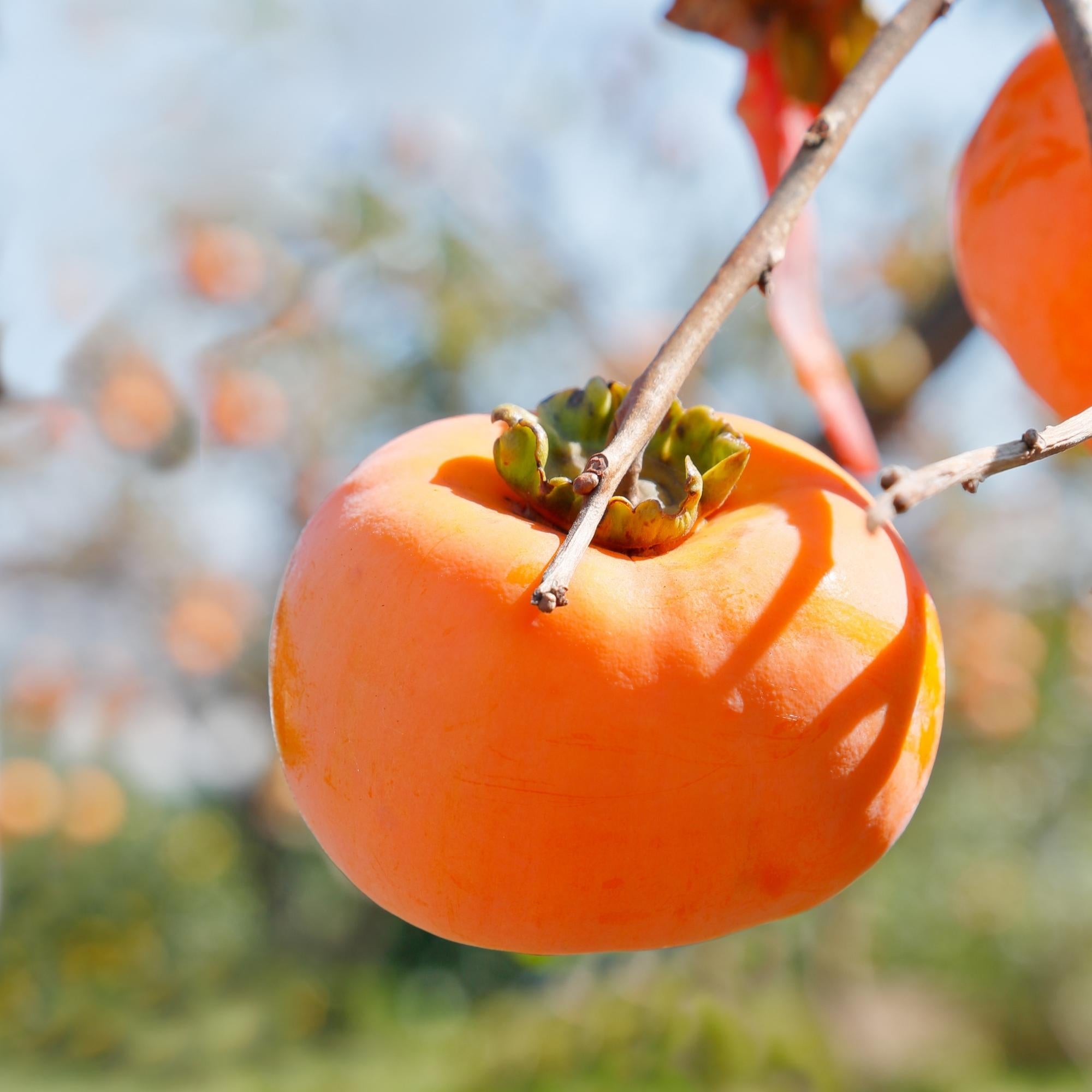 How to eat Hachiya persimmon when fully ripe and spoon-soft