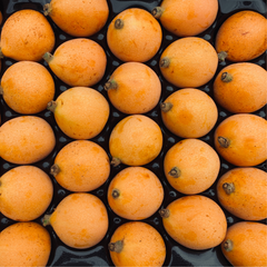 Pipa Loquats