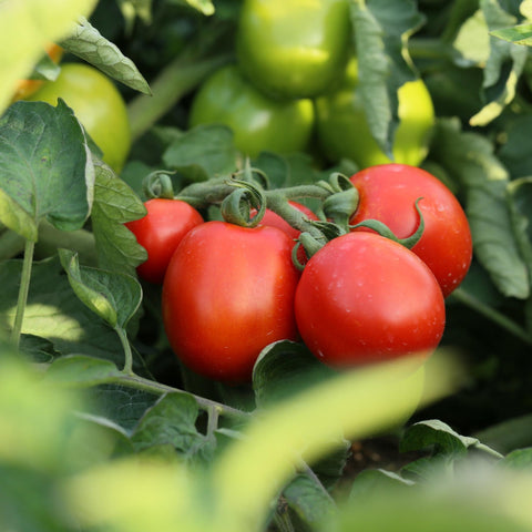 Cherry Tomatoes on Vine (樱桃番茄)