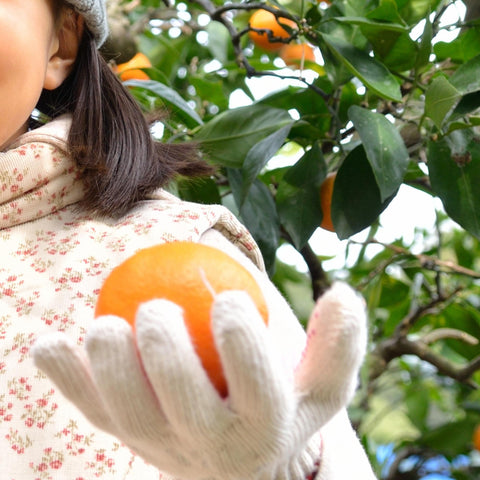 Japanese Ehime Mikan Box