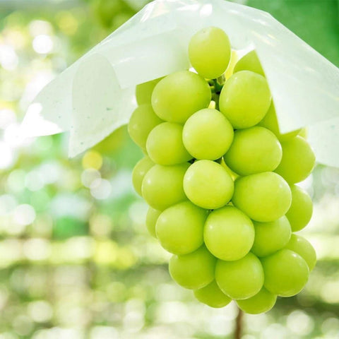 Japanese Shine Muscat Green Grapes