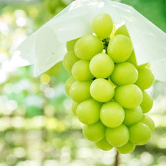 Japanese Okayama Shine Muscat Grapes Gift Box