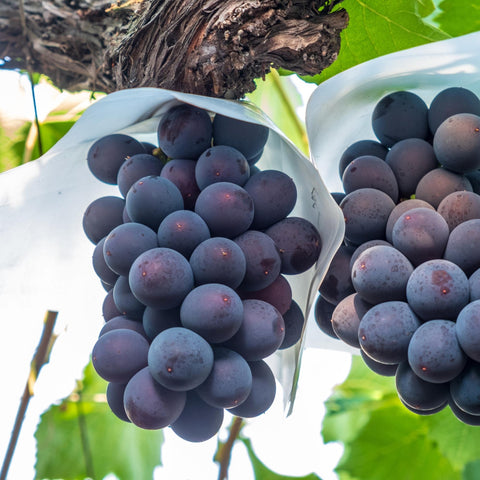 Japanese Kyoho Grapes