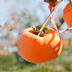 Japanese Persimmon