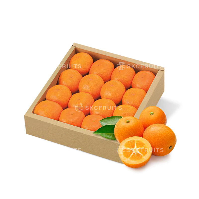 Close-up of Japanese Iriki Kinkan きんかん いりき showing bright edible-skin kumquats
