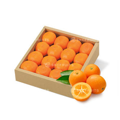 Close-up of Japanese Iriki Kinkan きんかん いりき showing bright edible-skin kumquats
