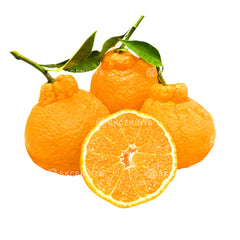 Close-up of Korea Jeju Hallabong Oranges showing juicy silky citrus flesh
