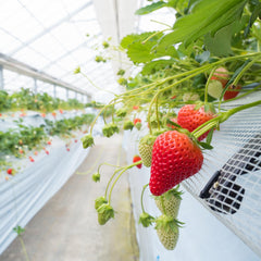 Kumamoto Yubeni Strawberries from Japan in premium packaging
Yubeni strawberry with bright red colour and juicy texture