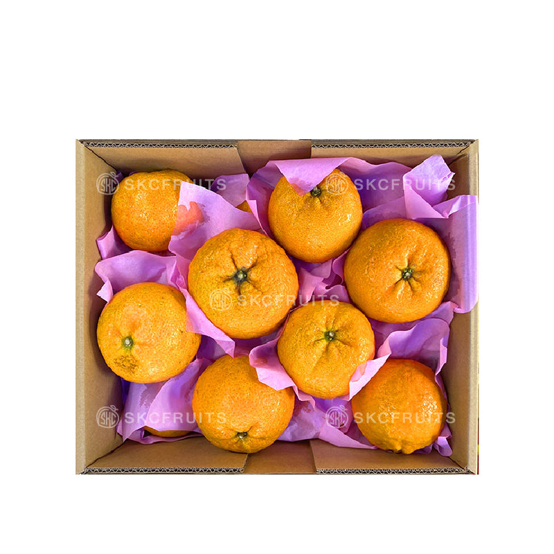 Close-up of Long Men Swatow Jiao Gan Oranges 龙门蕉柑 showing large bright citrus flesh
