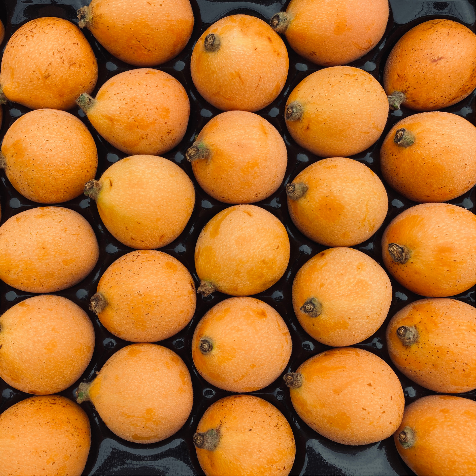 Biwa fruit search comparison for China origin loquat
